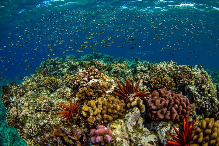 underwater view of a coral